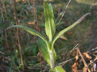 Silene latifolia