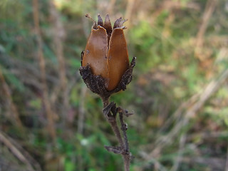 Silene latifolia