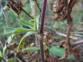 Silene latifolia