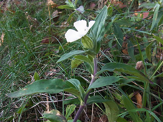 Silene latifolia