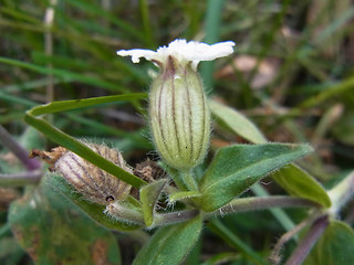 Silene latifolia