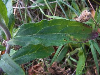 Silene latifolia