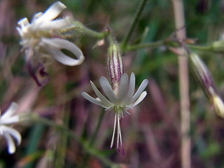 Silene nutans