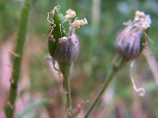 Silene nutans