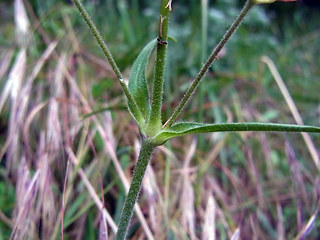 Silene nutans