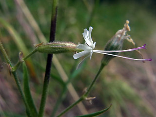 Silene nutans