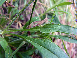 Silene nutans