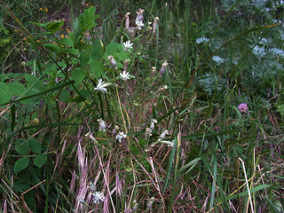 Silene nutans