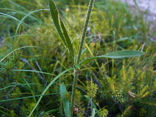 Silene nutans