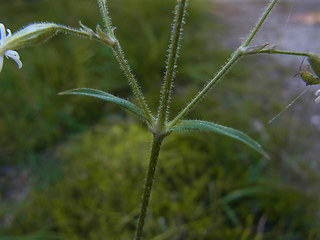 Silene nutans