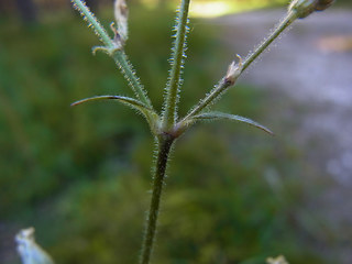 Silene nutans