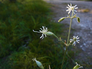 Silene nutans