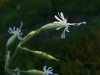 Silene nutans