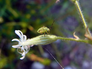 Silene nutans