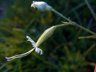 Silene nutans