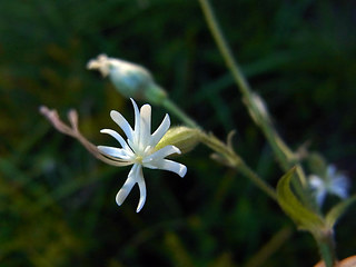 Silene nutans