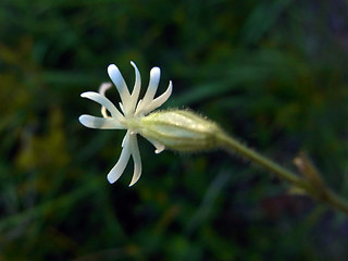 Silene nutans