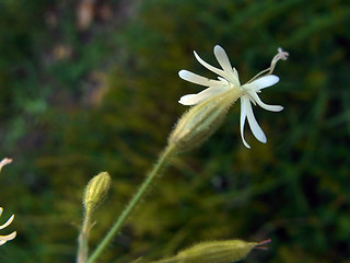 Silene nutans