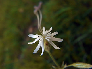 Silene nutans