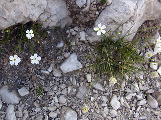 Silene pusilla