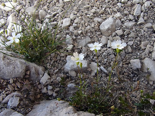 Silene pusilla