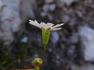 Silene pusilla