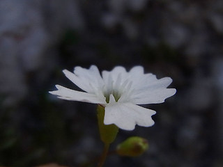 Silene pusilla