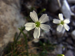 Silene pusilla