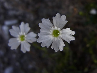 Silene pusilla