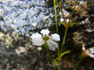 Silene pusilla