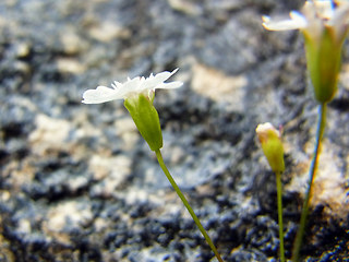 Silene pusilla