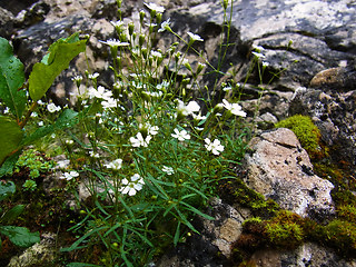 Silene pusilla