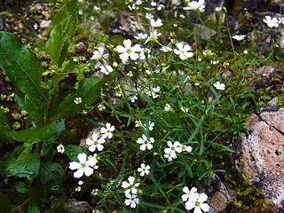 Silene pusilla