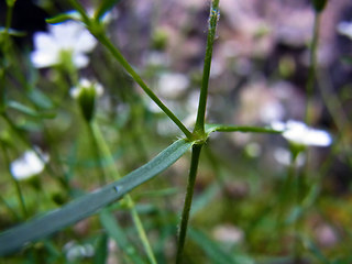 Silene pusilla