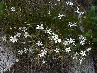 Silene rupestris