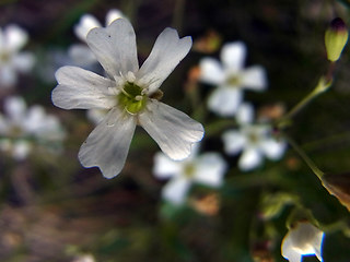 Silene rupestris