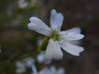 Silene rupestris