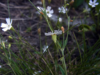 Silene rupestris