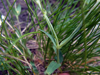 Silene rupestris