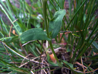 Silene rupestris