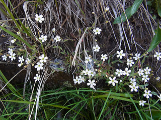 Silene rupestris