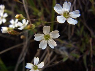 Silene rupestris