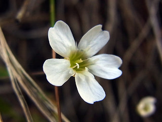 Silene rupestris