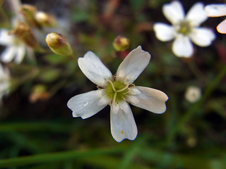 Silene rupestris