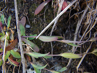 Silene rupestris