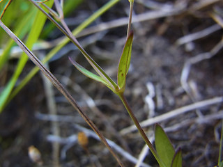 Silene rupestris