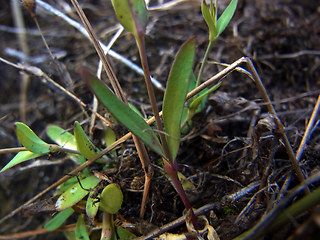 Silene rupestris