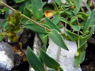 Silene vulgaris ssp. glareosa