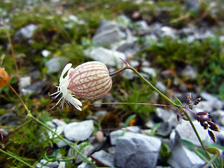 Silene vulgaris ssp. glareosa