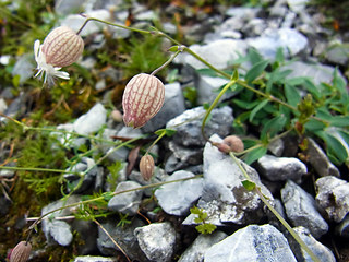 Silene vulgaris ssp. glareosa